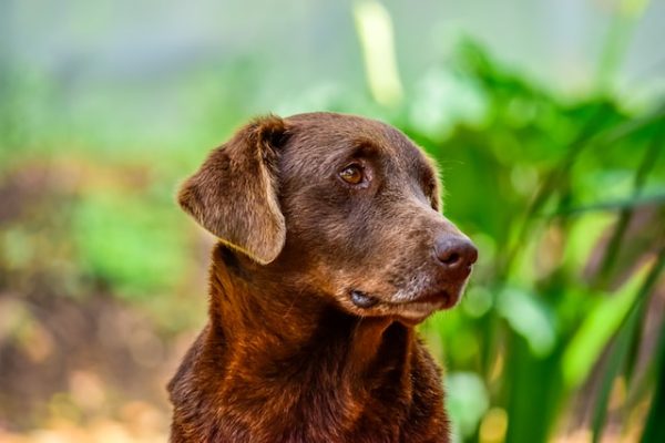 Dog Aging Rapamycin Project